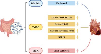 Update on gut microbiota in cardiovascular diseases